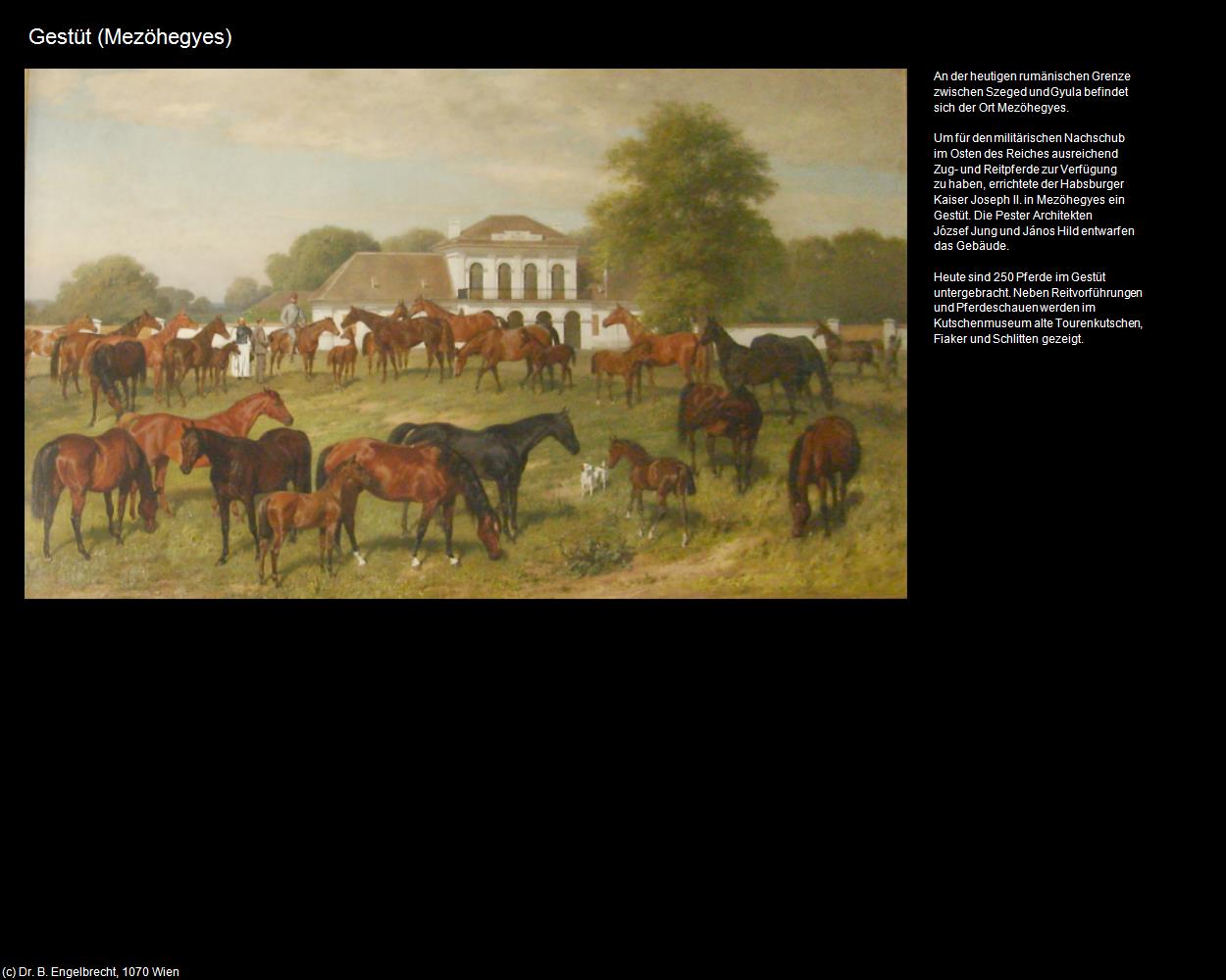 Gestüt (Mezöhegyes) in Kulturatlas-UNGARN