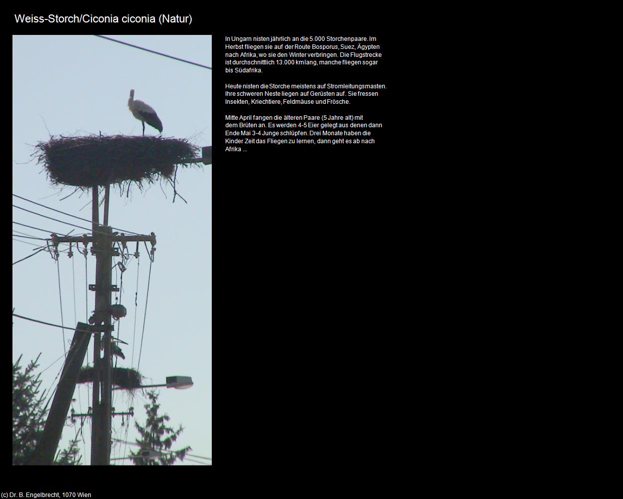 Weiss-Storch/Ciconia ciconia (Szalonna) in Kulturatlas-UNGARN