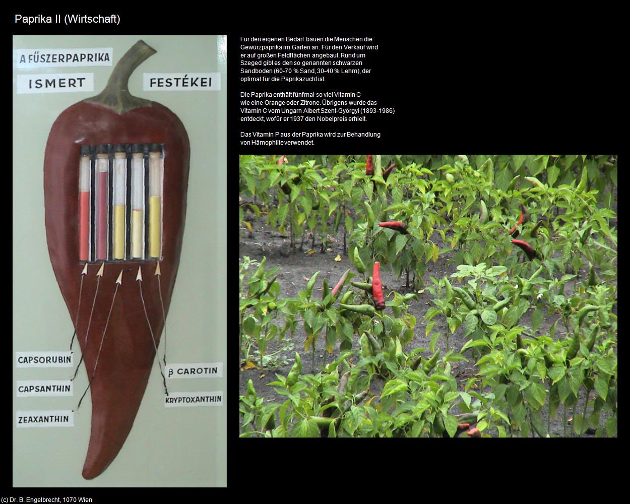 Paprika II (Bugac) in Kulturatlas-UNGARN