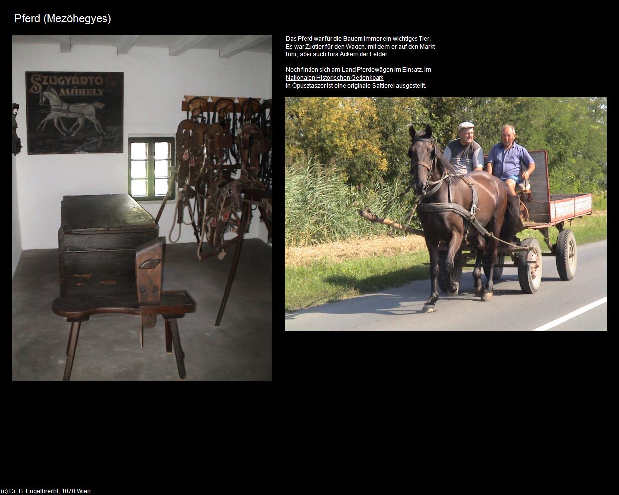 Pferd (Mezöhegyes) in Kulturatlas-UNGARN(c)B.Engelbrecht
