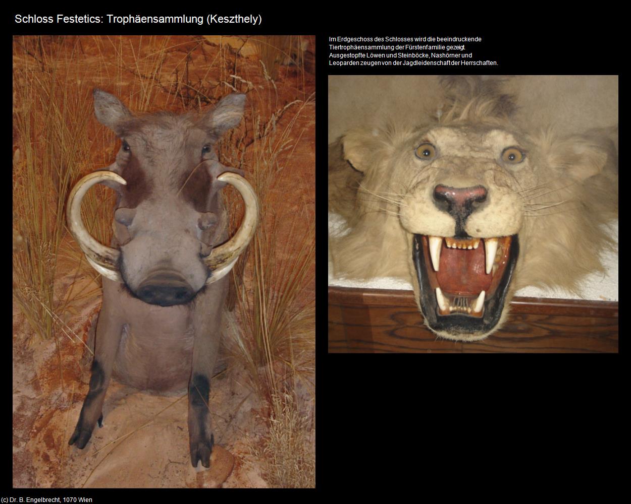 Schloss Festetics: Trophäensammlung (Keszthely) in Kulturatlas-UNGARN