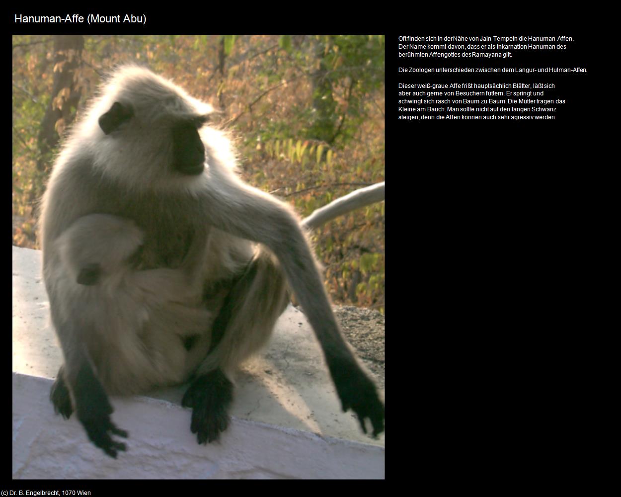 Hanuman-Affe (Mount Abu) in Rajasthan - das Land der Könige
