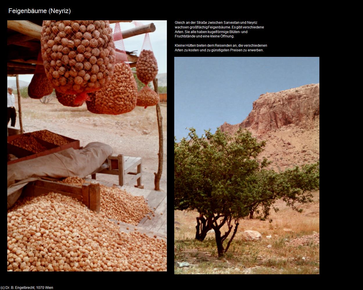 Feigenbäume (Neyriz) in Iran