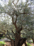Garten Gethsemane  (Jerusalem)