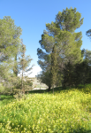 Kapelle des Hirtenfeldes I (Beit Sahur) (Bethlehem)