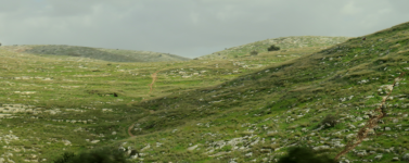 H&uuml;gellandschaft im Zentrum  (Nablus)