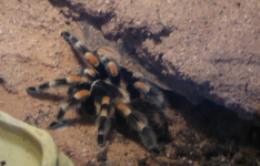 Mexikanische Rotknie-Vogelspinne (Natur) (+Allgemeines)