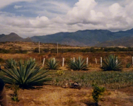 Mezcal (Teotitlan del Valle)