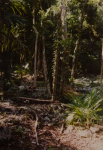 Cenote (Xelha)