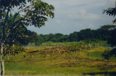 Yumka Zoo (Villahermosa)