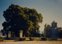 Montezuma-Zypresse (Santa Maria del Tule)