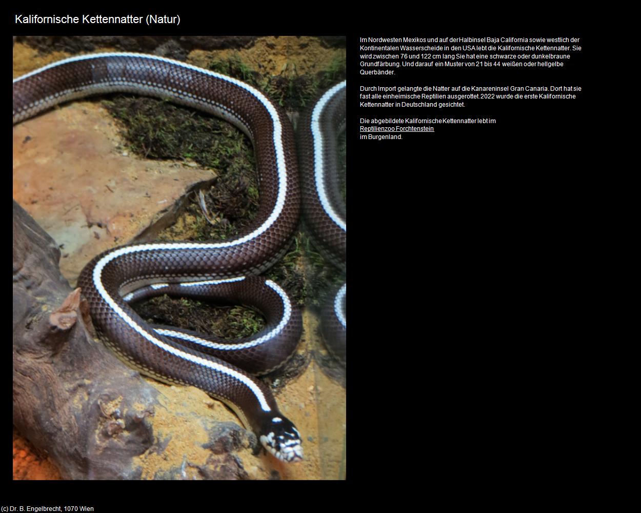 Kalifornische Kettennatter (Natur) (+Allgemeines) in Kulturatlas-MEXIKO(c)B.Engelbrecht