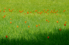 Blumenversteigerung (Aalsmeer)