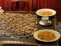 Garnelen-Fischerei  (Enkhuizen)