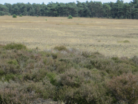 Nationaal Park de Hoge Veluwe (Otterlo bei Arnhem)