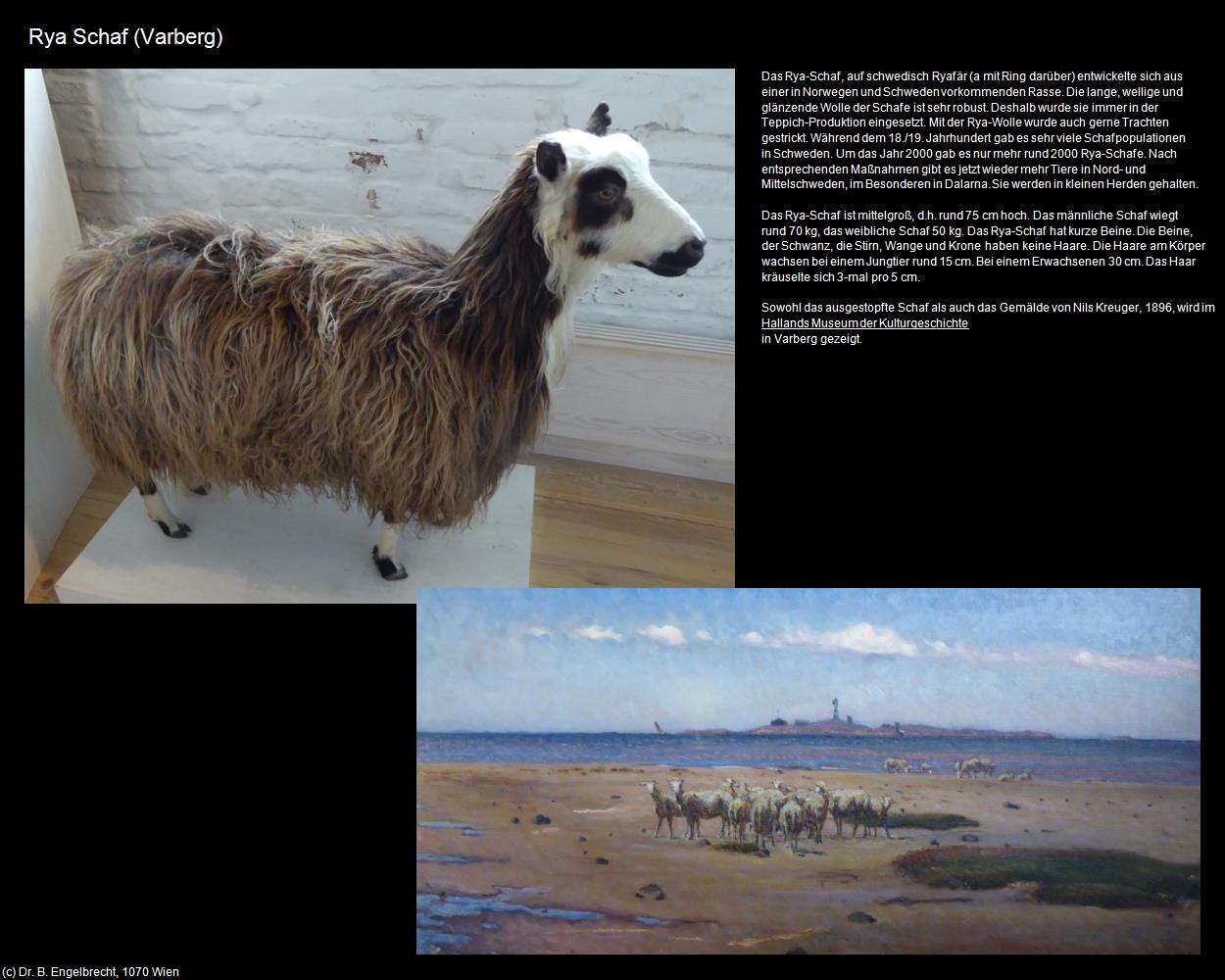 Rya Schaf (Varberg) in Kulturatlas-REISE nach NORWEGEN(c)B.Engelbrecht