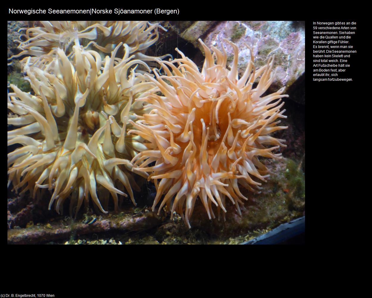 Norwegische Seeanemonen|Norske Sjöanamoner (Bergen) in Kulturatlas-NORWEGEN