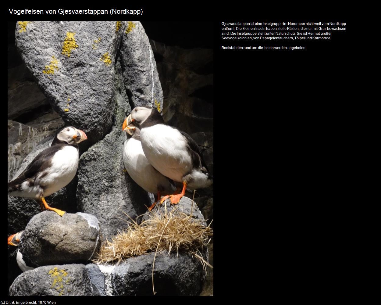 Vogelfelsen von Gjesvaerstappan (Nordkapp) in Kulturatlas-NORWEGEN