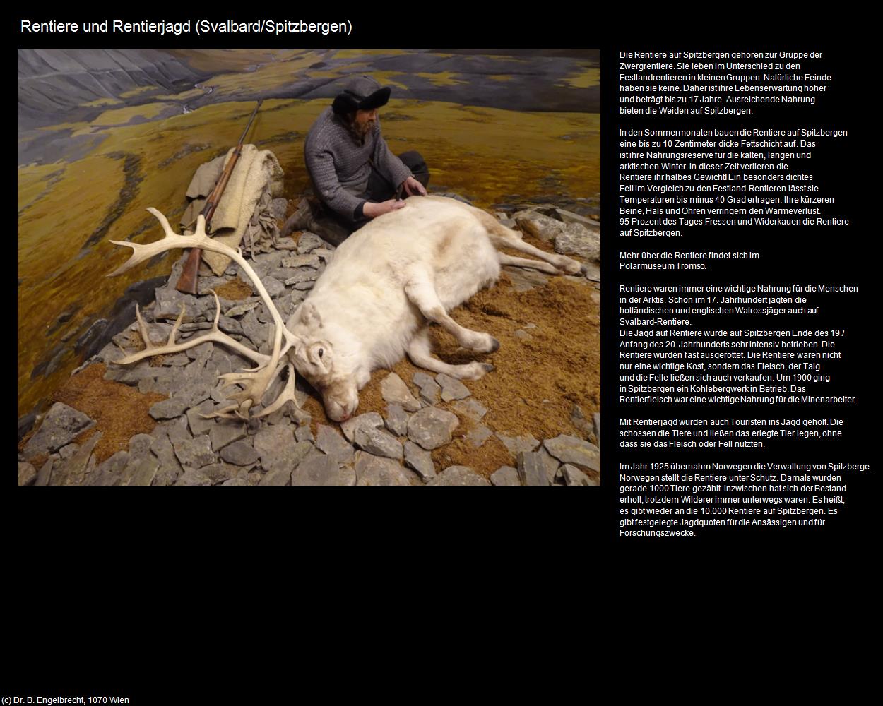 Rentiere und Rentierjagd (Svalbard/Spitzbergen) in Kulturatlas-NORWEGEN(c)B.Engelbrecht