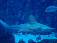 Dubai Aquarium and Underwater Zoo (Dubai-Stadt in Arab.Emirate)