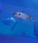 Dubai Aquarium and Underwater Zoo (Dubai-Stadt in Arab.Emirate)