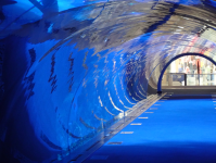 Dubai Aquarium and Underwater Zoo (Dubai-Stadt in Arab.Emirate)