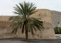 Dattelpalme II (+Oman)