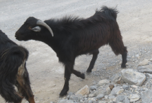 Halbinsel Musandam I (Khasab im Oman)