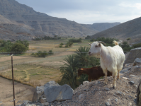 Viehzucht auf Musandam (As Sayh im Oman)