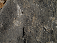 Fossilien (As Sayh im Oman)