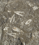 Fossilien (As Sayh im Oman)