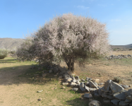 Halbinsel Musandam III (Khasab im Oman)
