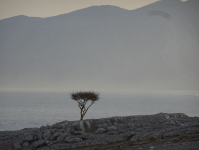 Halbinsel Musandam II (Khasab im Oman)