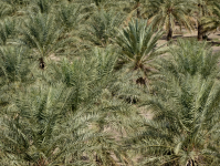 Dattelpalme II (+Oman)