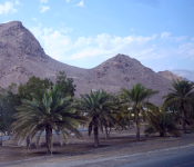Dattelpalme I (+Oman)
