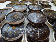 Halwa (Nizwa im Oman)