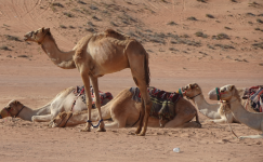 Ramlat Al Wahiba I (Al-Wasil im Oman)