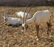 Arabische Oryx (Al-Wasil im Oman)