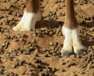 Arabische Oryx (Al-Wasil im Oman)