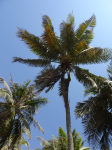 Kokospalmen (Salalah im Oman)
