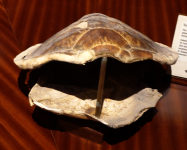 Schildkröten (Ras Al Jinz im Oman)