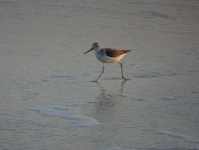 Strand Salalah (Salalah im Oman)
