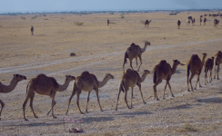 Kamelfleisch und Kamelmilch (Thumrait im Oman)