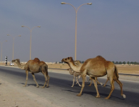 Arabische Kamele auf der Autobahn (Mamurah im Oman)