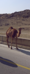 Arabische Kamele auf der Autobahn (Mamurah im Oman)