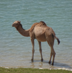 Ausgrabungsstätte Sumhuram II (Taqah im Oman)