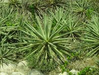Al-Mughsail-Bucht (Al-Mughsail im Oman)