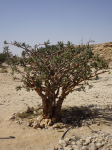 Wadi Dawkah  Weihrauchwald (Rawiyyah im Oman)