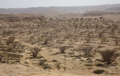 Wadi Dawkah  Weihrauchwald (Rawiyyah im Oman)
