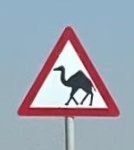 Arabische Kamele auf der Autobahn (Mamurah im Oman)